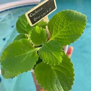 Oregano Cuban/Indian Borage/Spanish Thyme/ Thick Leaf Thyme - Live Organic Plant