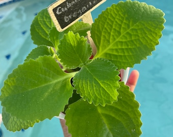 Oregano Cuban/Indian Borage/Spanish Thyme/ Thick Leaf Thyme - Live Organic Plant