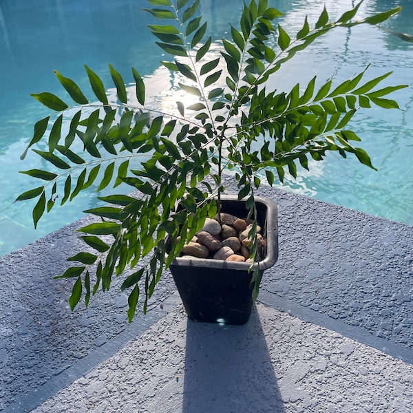 Curry leaf/Kadi patta/ Murraya koenigii/Sweet neem Plant