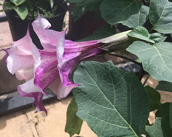 Double Datura Seed