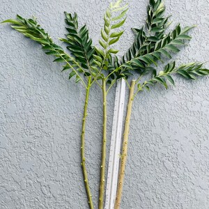 Curry Leaf Live Stem(no root) to propagate into plant