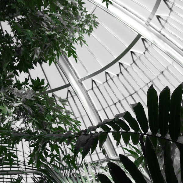 kew gardens, botantical, botanics, greenhouse , Art Print, Photography