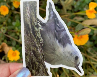 White-breasted Nuthatch Photo Vinyl Sticker