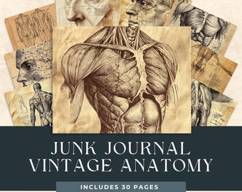 Vintage Anatomy Drawings, Medical Junk Journal Pages (Instant Download)