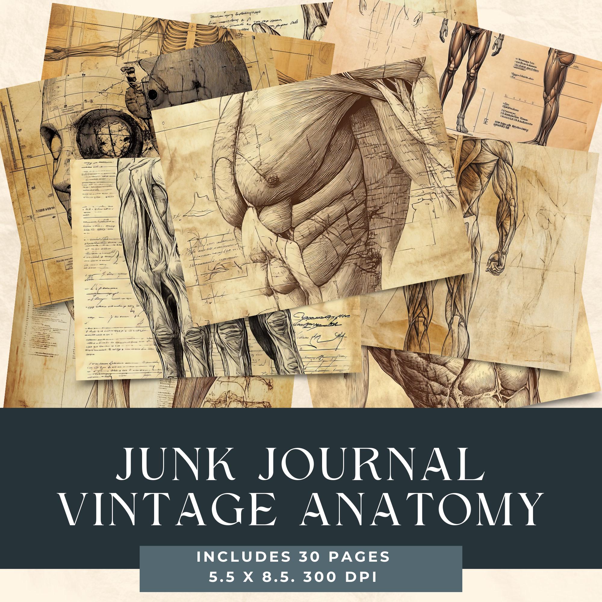 Vintage Anatomy Drawings, Medical Junk Journal Pages (instant Download ...