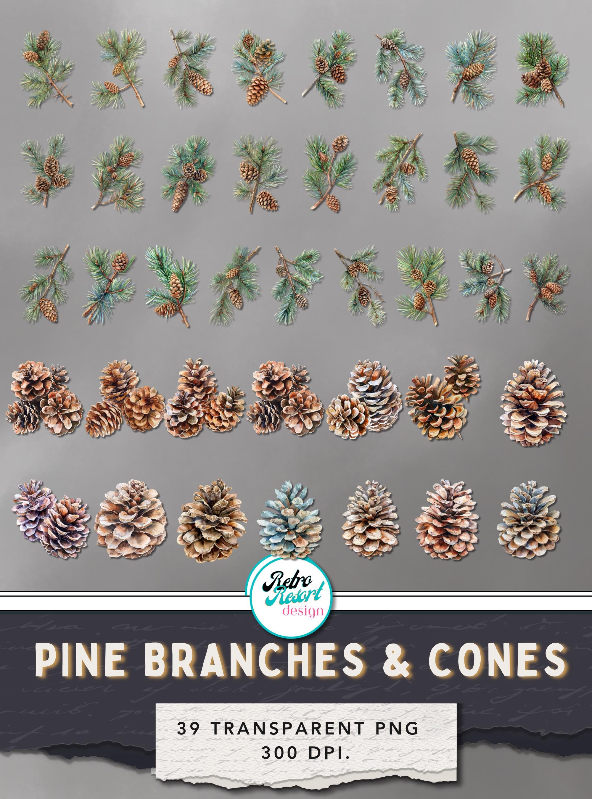 Pine Branches Cones Clipart: 39 Transparent Pngs, 29 Page Pdf With 3 ...