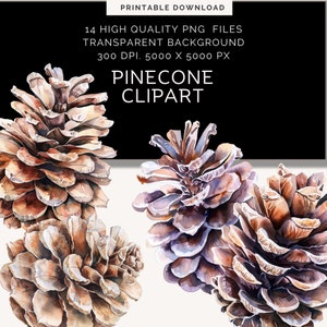 Pinecone png | Clipart de Natal | Clipart de Aquarela | Buquês de Inverno em Aquarela | Download Instantâneo | Download Digital | Diário de Lixo