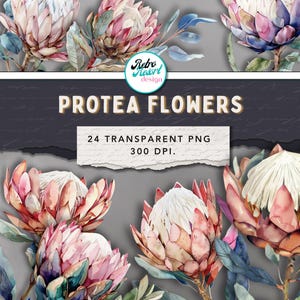 May include: A watercolour illustration featuring Protea flowers in pink, white, and purple, with green and blue foliage. The image includes the text "PROTEA FLOWERS" and "24 TRANSPARENT PNG 300 DPI."