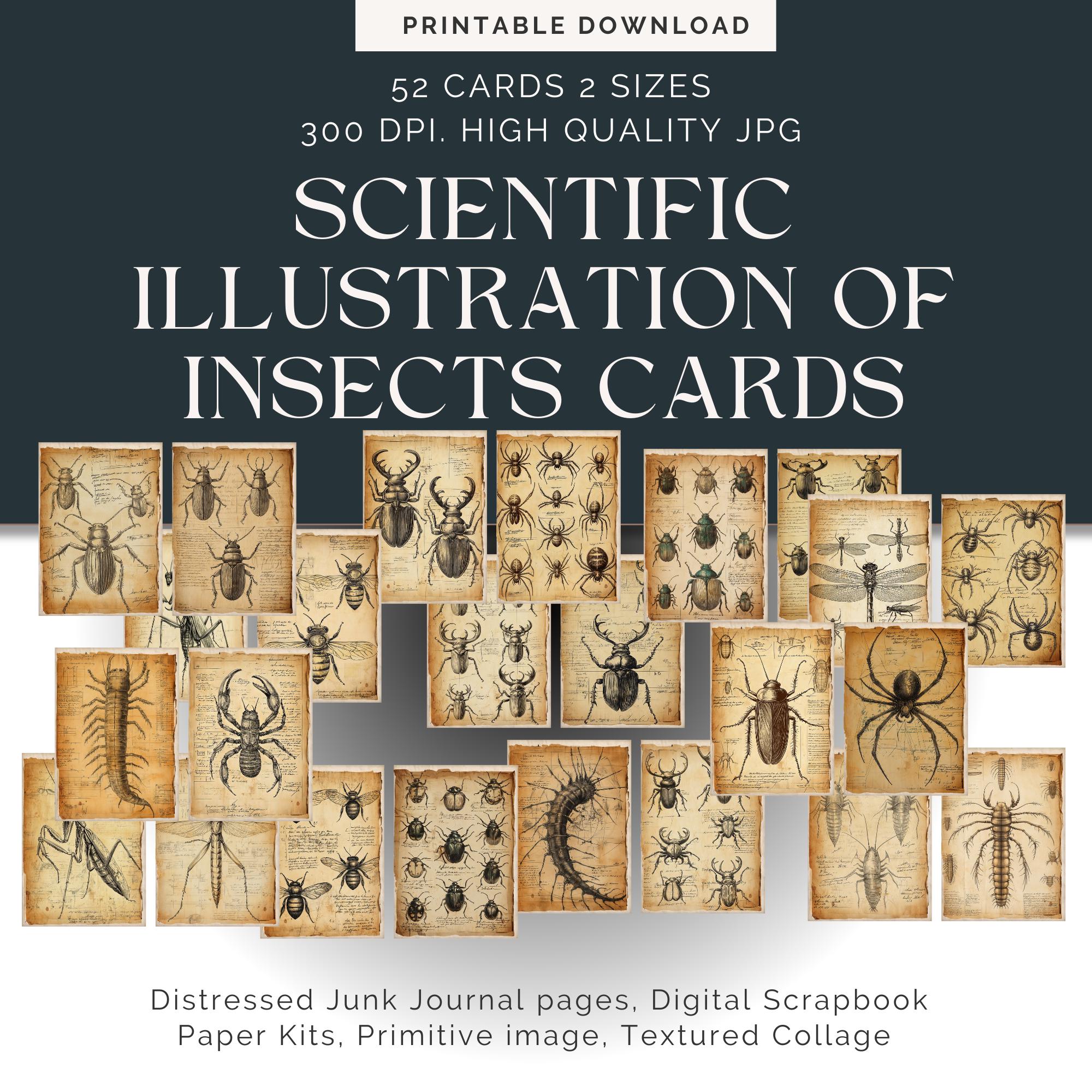 Pagine di diario vintage di insetti spazzatura, kit di carta per album digitali, stampabile botanico, foglio di collage, download di entomologia, effimere di farfalle