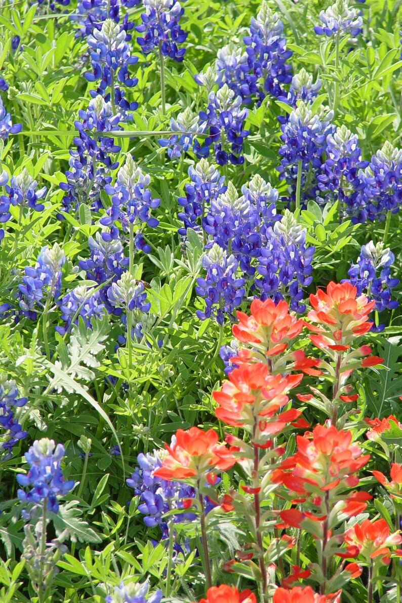 May include: A field of bluebonnet wildflowers with red Indian paintbrush flowers. The bluebonnets are in full bloom and the Indian paintbrush flowers are in the foreground.
