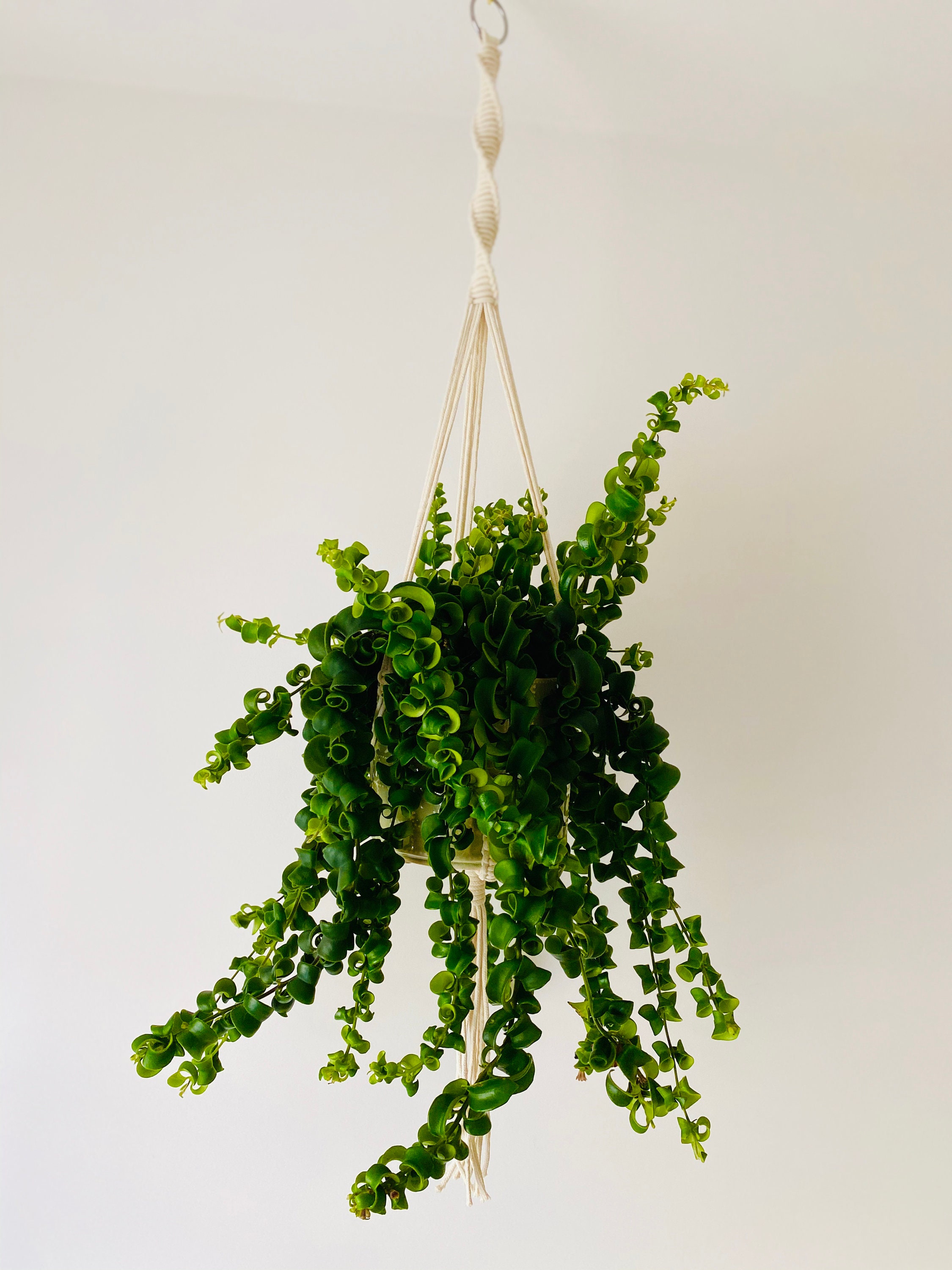 Suspension Pour Plantes en Macramé - Jeanine | Plant Hanger