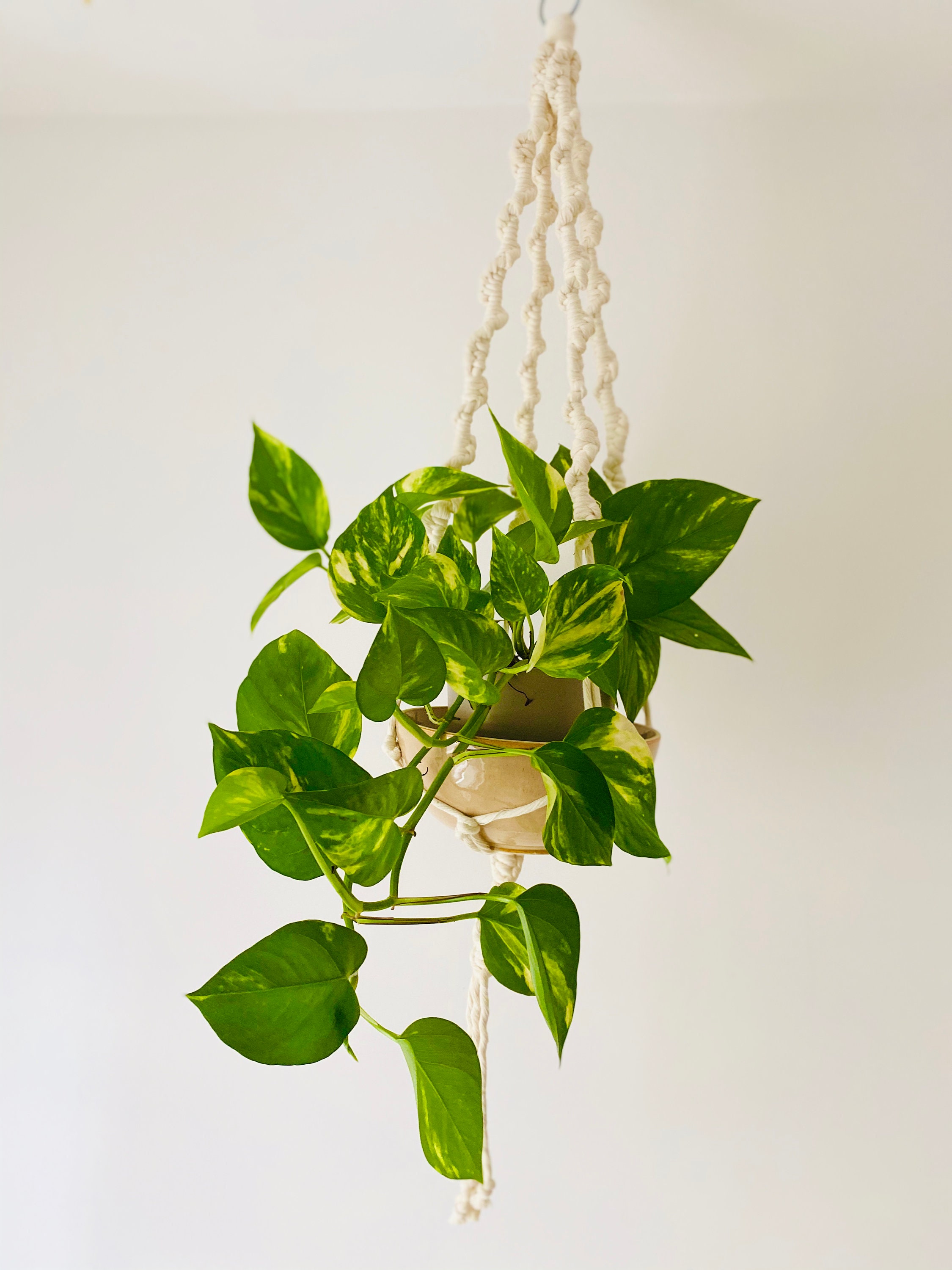 Suspension Pour Plantes en Macramé - Patricia | Plant Hanger