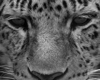 Snow leopard big cat black & white art photograph. Animal prints BW wildlife fine art