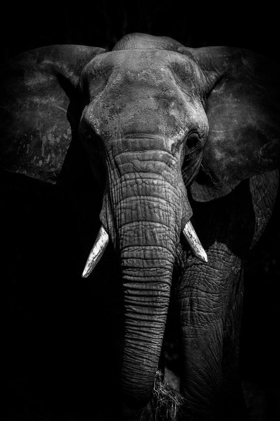Elephant Black & White Art Photograph. Animal Prints BW - Etsy Elephant Black & White Art Photograph. Animal Prints BW - Etsy