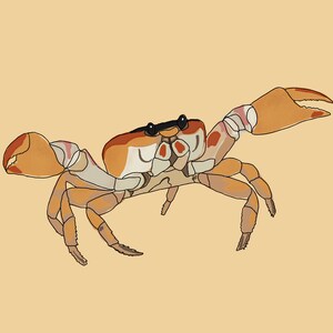 Crab drawing, digital download, ocean art, illustration, animal art, seashore, seaside, crustacean, unusual art, beach art, kids art