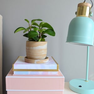 May include: A small potted plant with green leaves sits atop a stack of pink and patterned boxes. A mint green desk lamp with a gold accent is next to the plant. A beige headboard with dark brown studs is in the background.