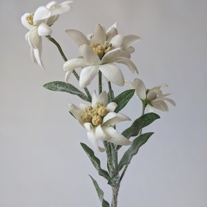 Edelweiss stem with 5 flowers