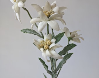 Edelweiss stem with 5 flowers