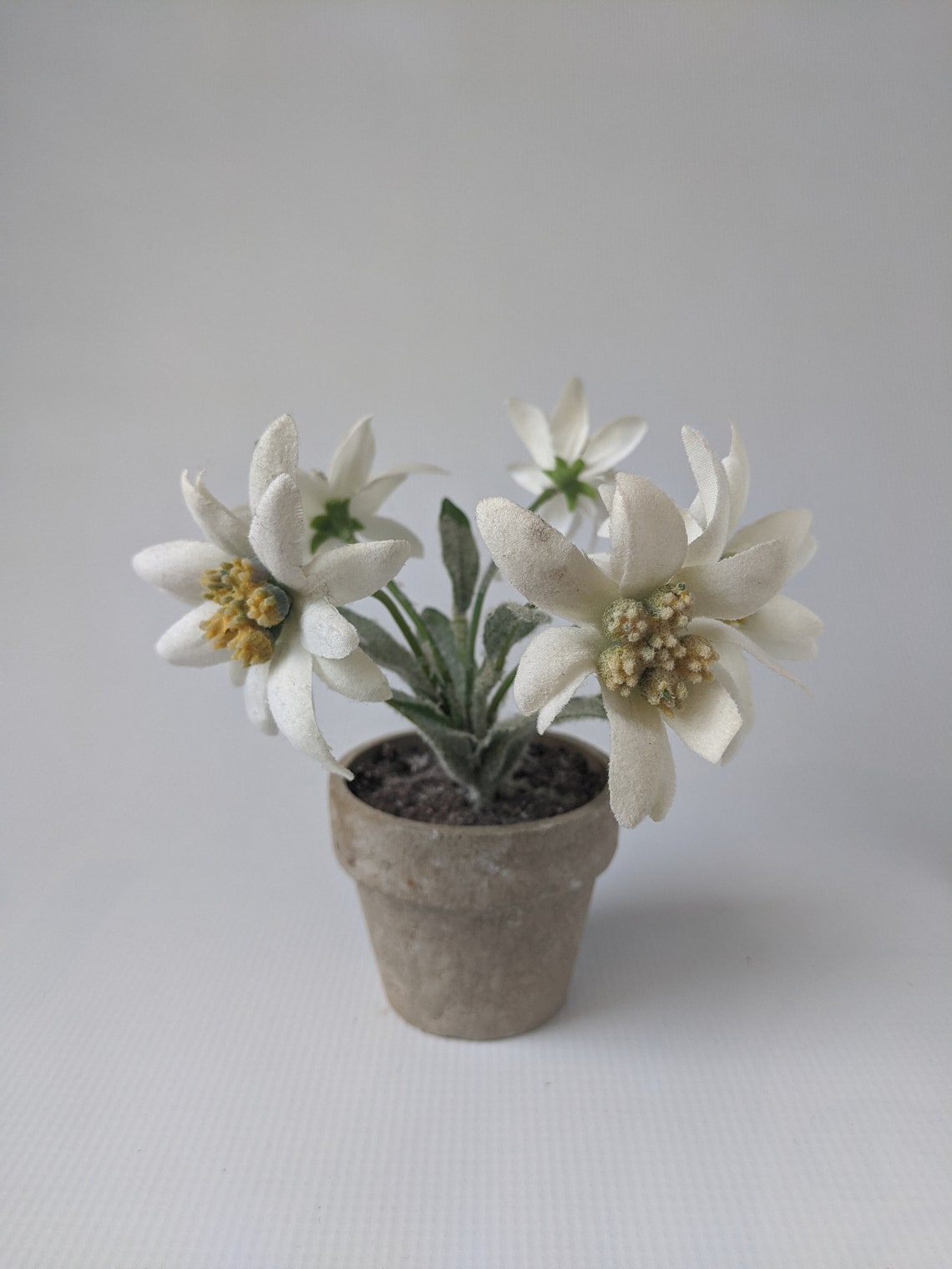 Silk Edelweiss Pot with 5 flowers Etsy