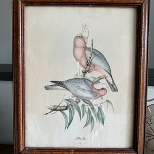 Vintage Original Colored Litho Monograph Print By John Gould