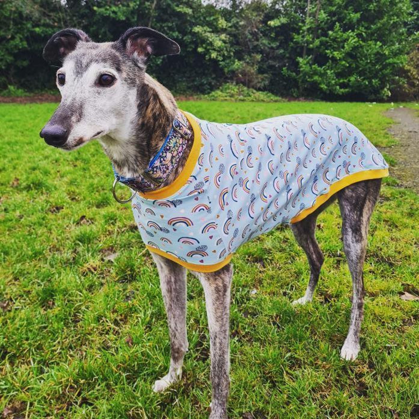 Greyhound tshirt Greyhound pyjamas Sighthound clothing Etsy