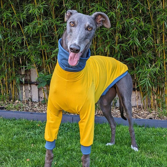 Blas Co Greyhound Jumper Ropa para galgos Duo Yellow y Steel Blue Etsy Mexico