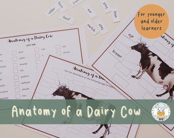 Anatomy of a Dairy Cow - Label the Diagram - Fill in the Blanks for Younger and Older Learners - Learn About Farm Animals