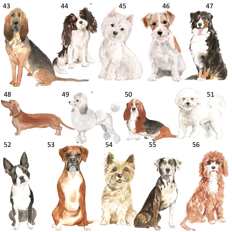 以下が含まれることがあります： 水彩画のスタイルで描かれた12種類の犬のデジタルイラスト。犬は43から56まで番号が付けられており、4匹ずつ並んでいます。