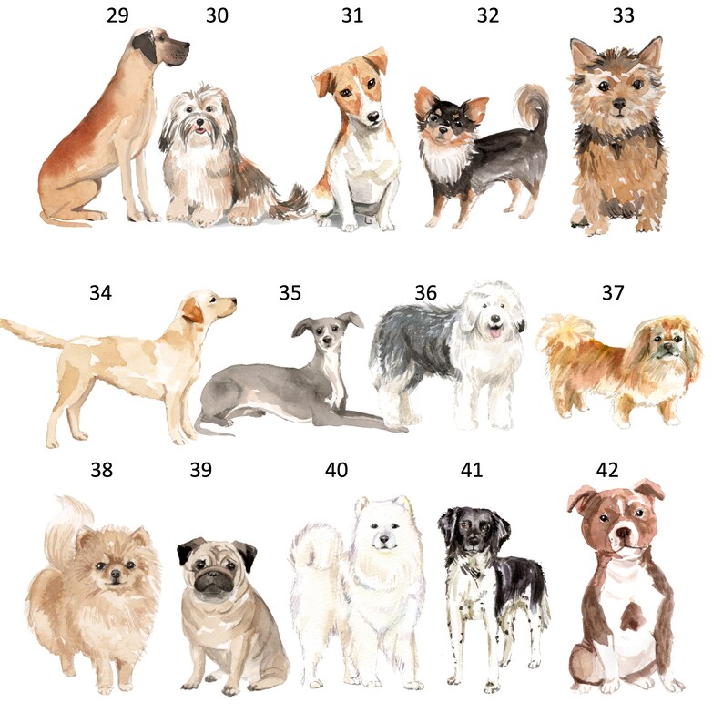 以下が含まれることがあります： 29から42までの番号が付けられた、14種類の異なる犬種の水彩画イラスト。犬は座っている、立っている、横になっているなど、さまざまなポーズで描かれています。イラストは、毛並み、目、表情など、細部にまでこだわった写実的なスタイルで描かれています。