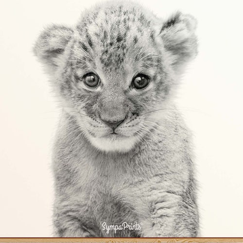 Lion Cub Print Black And White Baby Animal Decor Nursery Etsy Canada