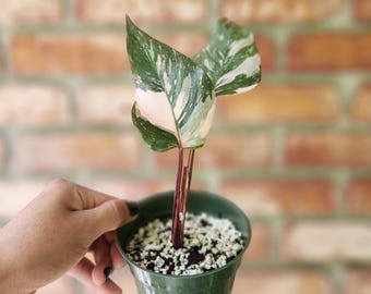 Variegated Philodendron Pnk Princess