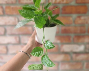 Krabi Pothos / Epipremnum pinnatum Krabi