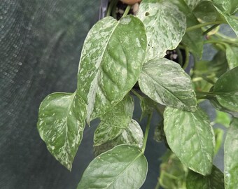 Krabi Pothos Variegated
