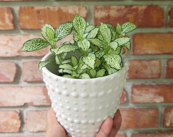 Fittonia nerve plant (White Tiger)