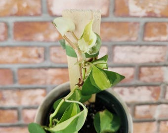 Variegated Philodendron Gabby Plant (hederaceum) Rare - Rooted - FREE  SHIPPING - Etsy