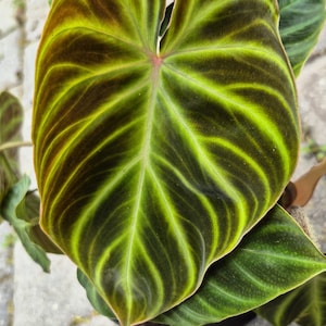 philodendron florida green pflege Philodendron Florida Green – Bloomspace main image 0