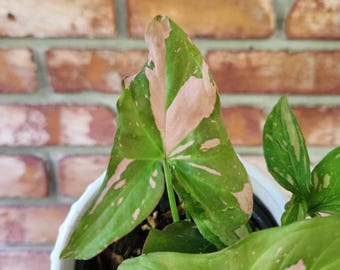 Syngonium Pink splash