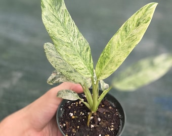 Rhaphidophora Foraminifera Variegated