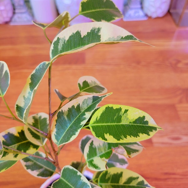 Varigated Ficus benjamina