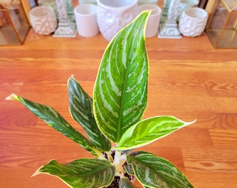 Aglaonema