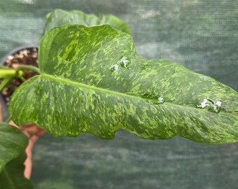 Philodendron Golden Dragon Mottled Variegated