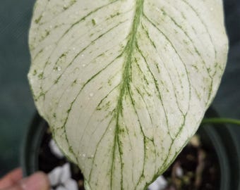 Monstera White Monster Variegated