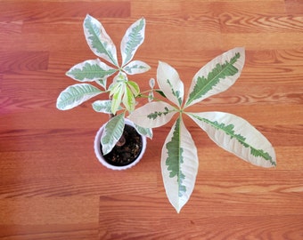 Variegated money tree