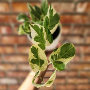 May include: A variegated pothos plant with heart-shaped leaves featuring a mix of deep green and creamy white patterns. The plant is potted in a white container, with several stems extending outward, showcasing the distinct color variations on each leaf.