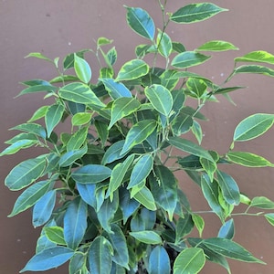 Variegated Ficus benjamina aurea