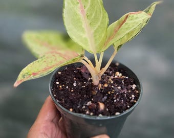 Aglaonema emerald