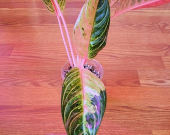 Aglaonema  Pride of Sumatra