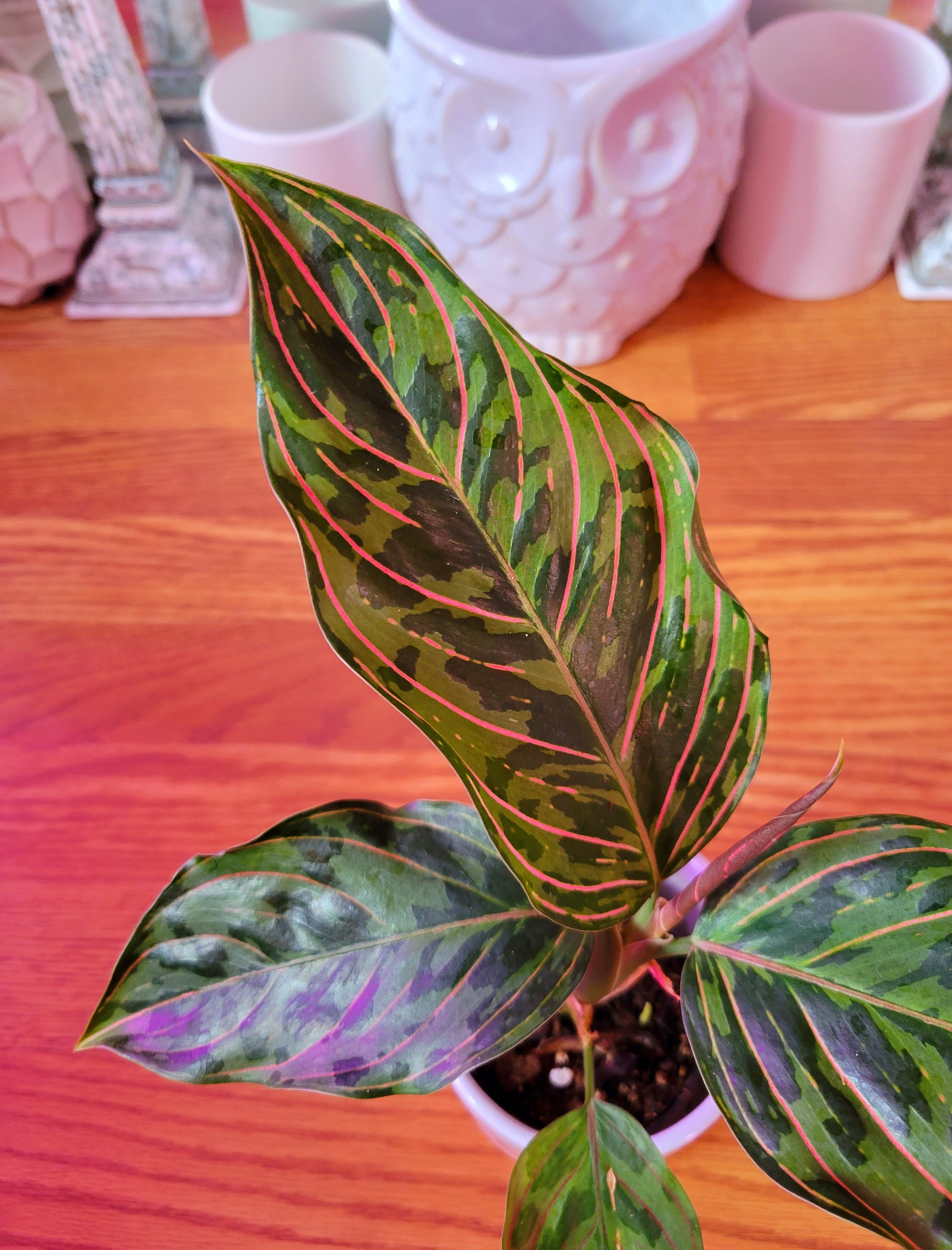 Aglaonema red army