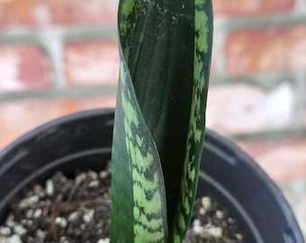 Sansevieria 'Whitney'