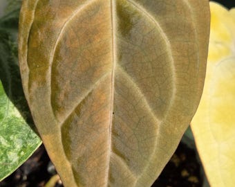 Anthurium Papi X Doc Block Variegated